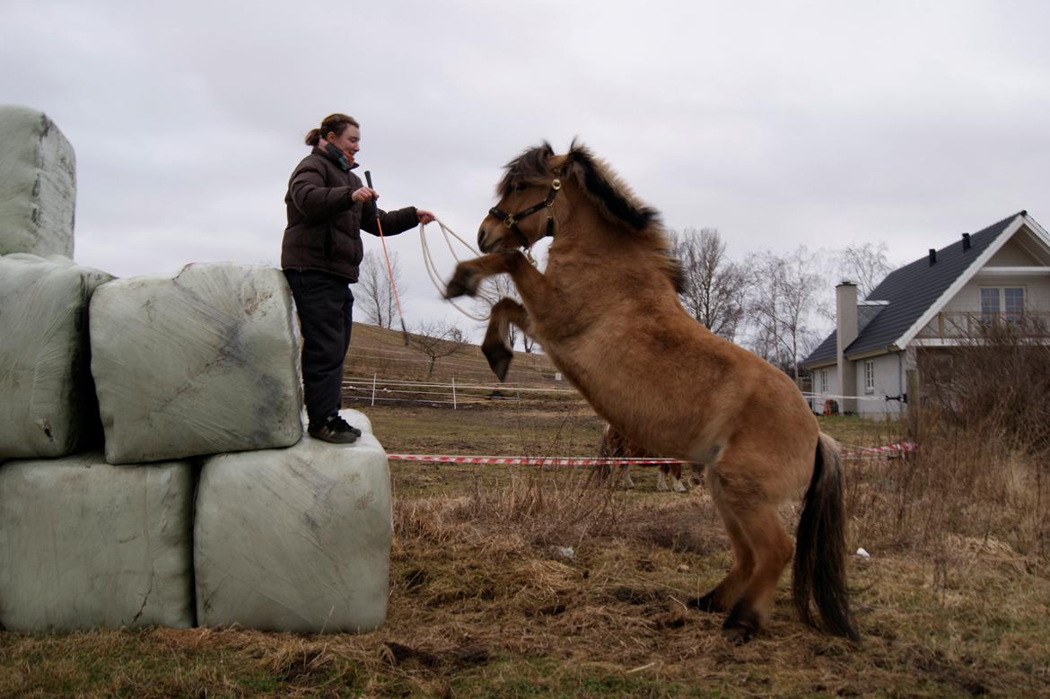 Anden særlig race Tulle billede 10