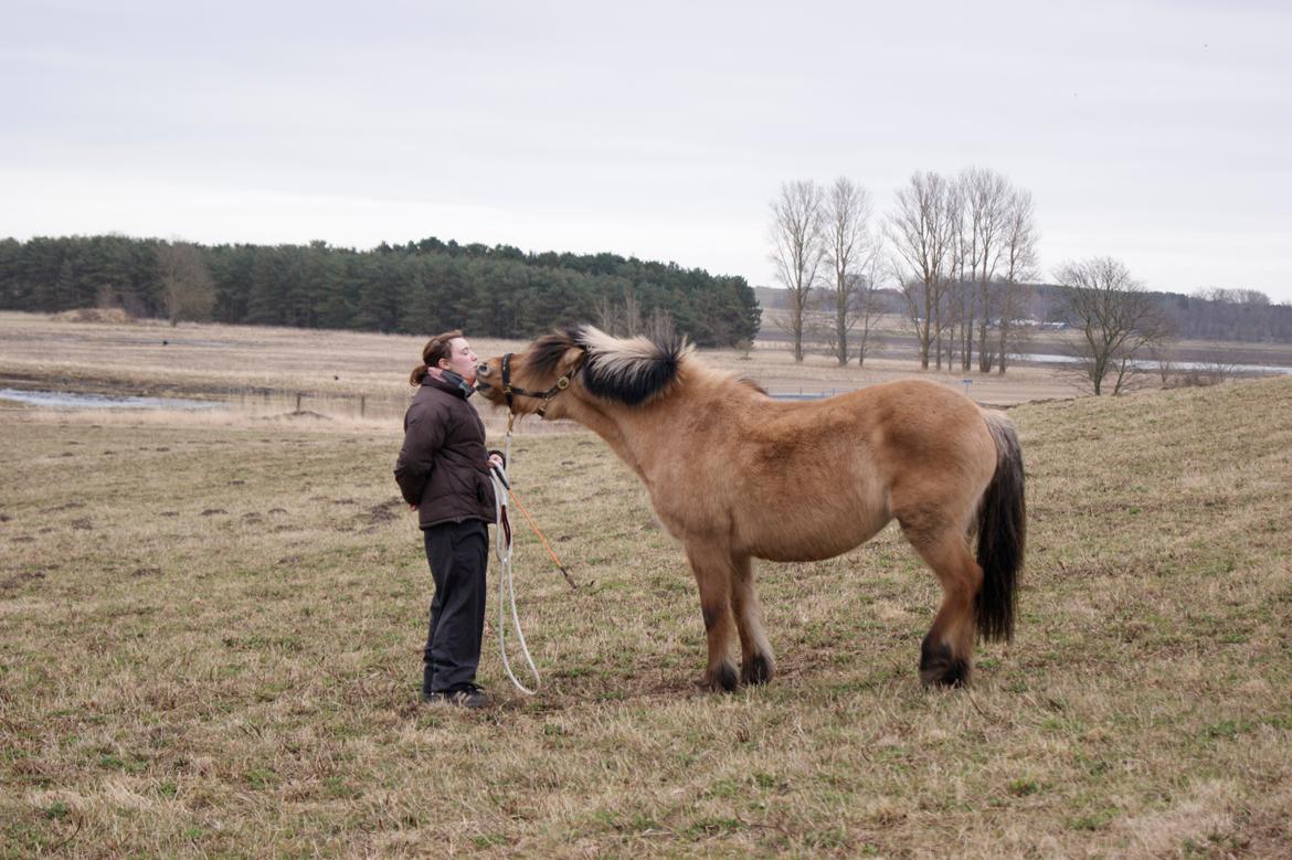Anden særlig race Tulle billede 11