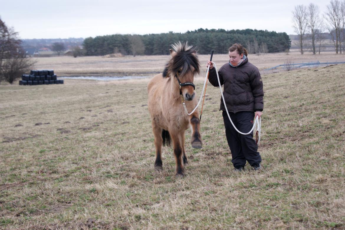 Anden særlig race Tulle billede 12