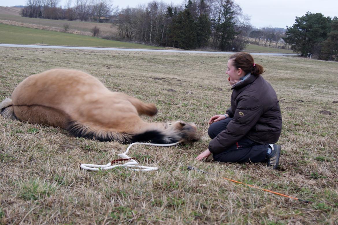 Anden særlig race Tulle billede 13