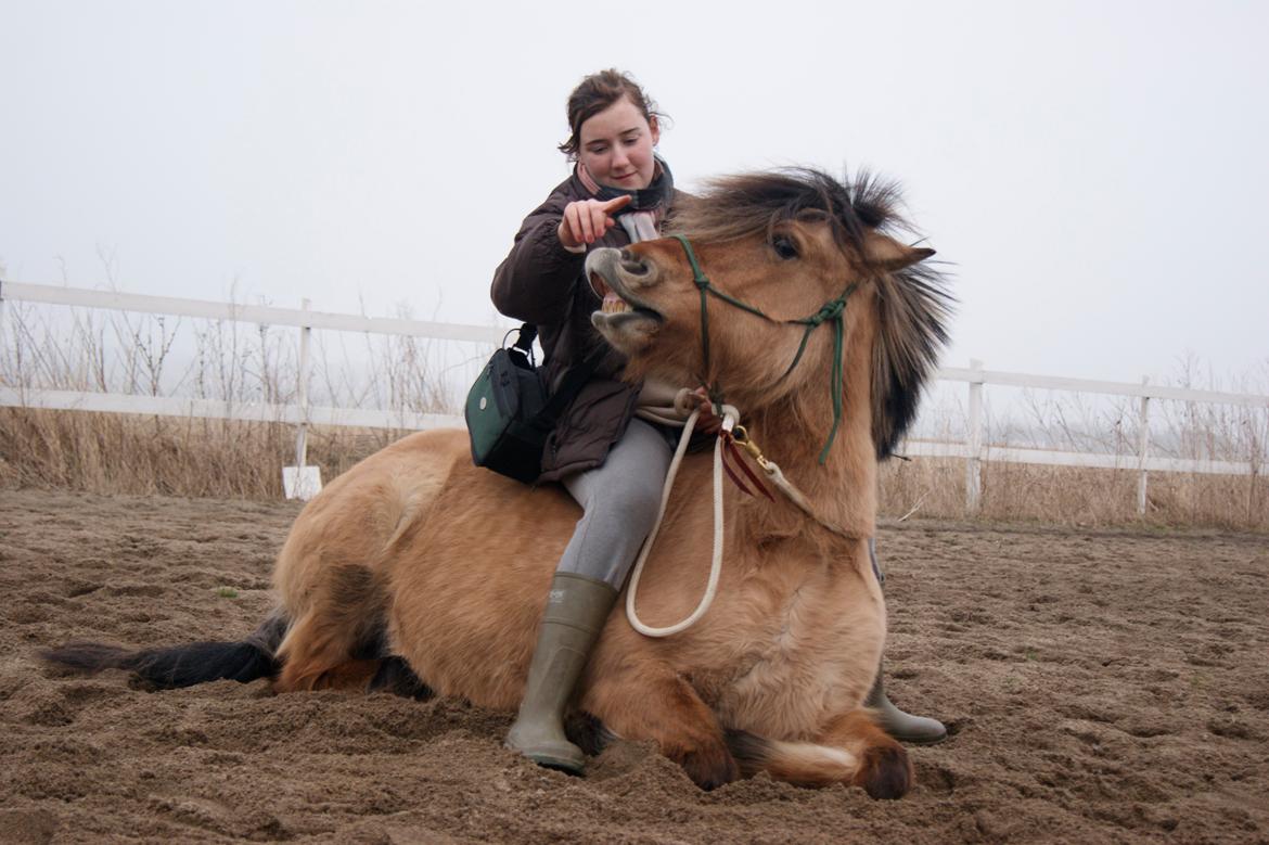 Anden særlig race Tulle billede 14