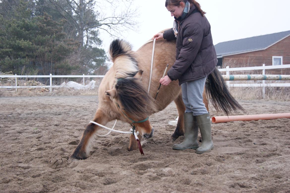 Anden særlig race Tulle billede 2