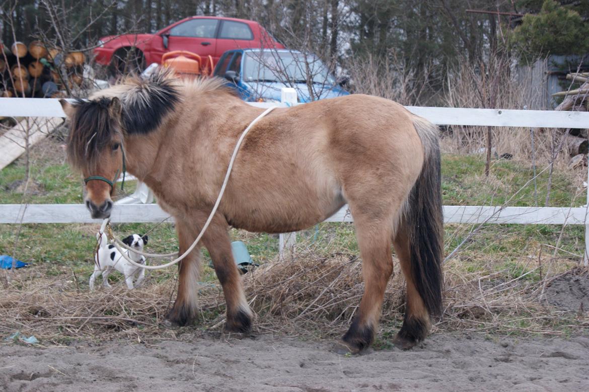 Anden særlig race Tulle billede 9