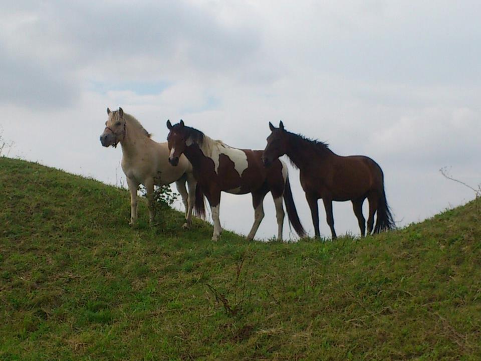 Pinto Check Me Out - står på bakken og kigge ud over det hele viktor, Check Me Out og sonny billede 18