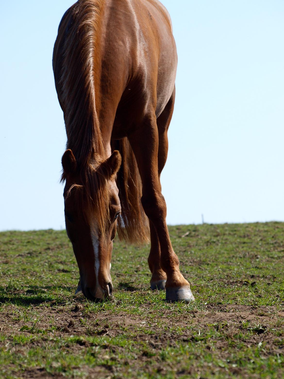 New Forest Rossums Tango (Tidl. Pony) billede 20