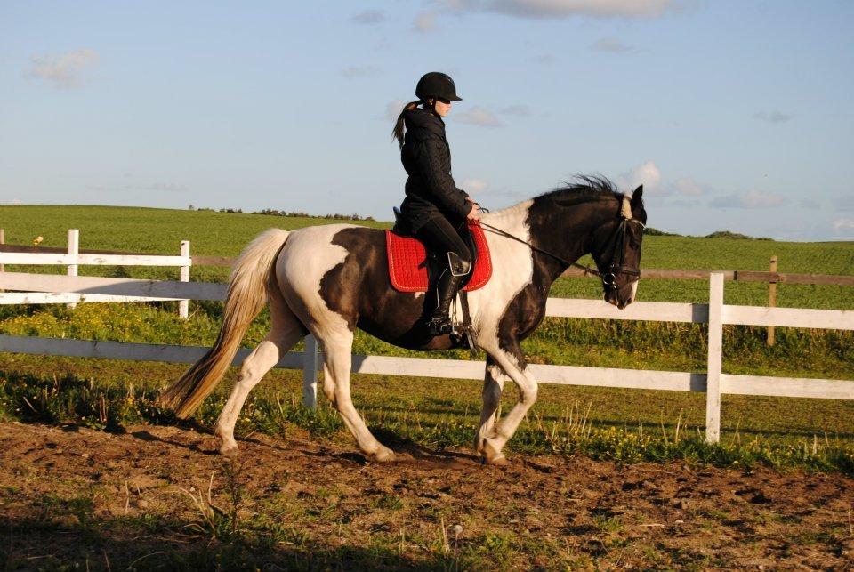 Barockpinto Dakota <3 - Smukke Dakota, sensommer 2012 <3 <3 
-Foto Nanna Kann billede 8