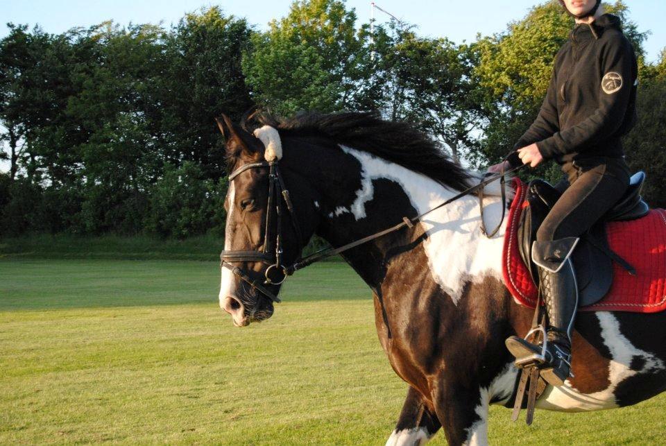 Barockpinto Dakota <3 - <3<3 Foto: Nanna Kann billede 9