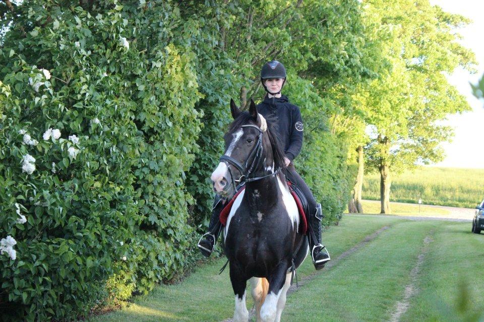 Barockpinto Dakota <3 - Min smukke hest <3 <3 
Foto Louise Pedersen
 billede 3