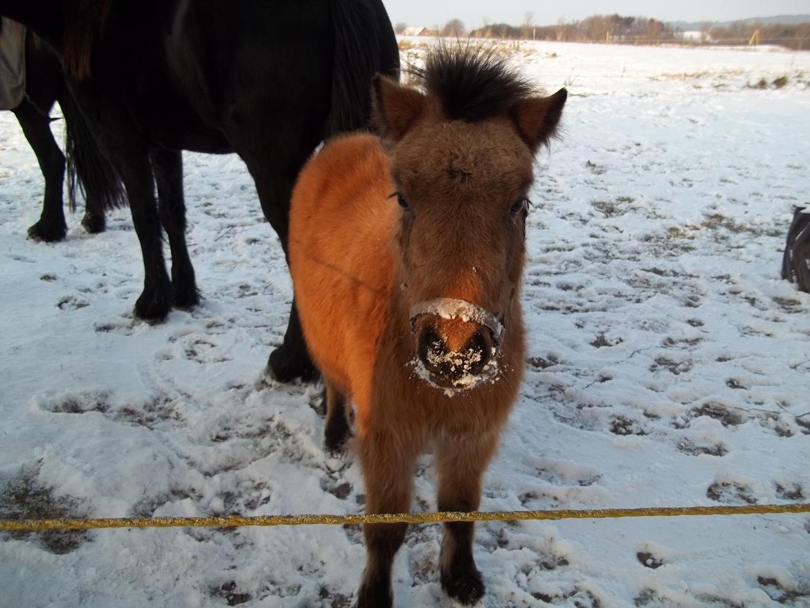 Anden særlig race Wilma (Hulahop) - Velkommen til Wilma's Profil.. billede 1