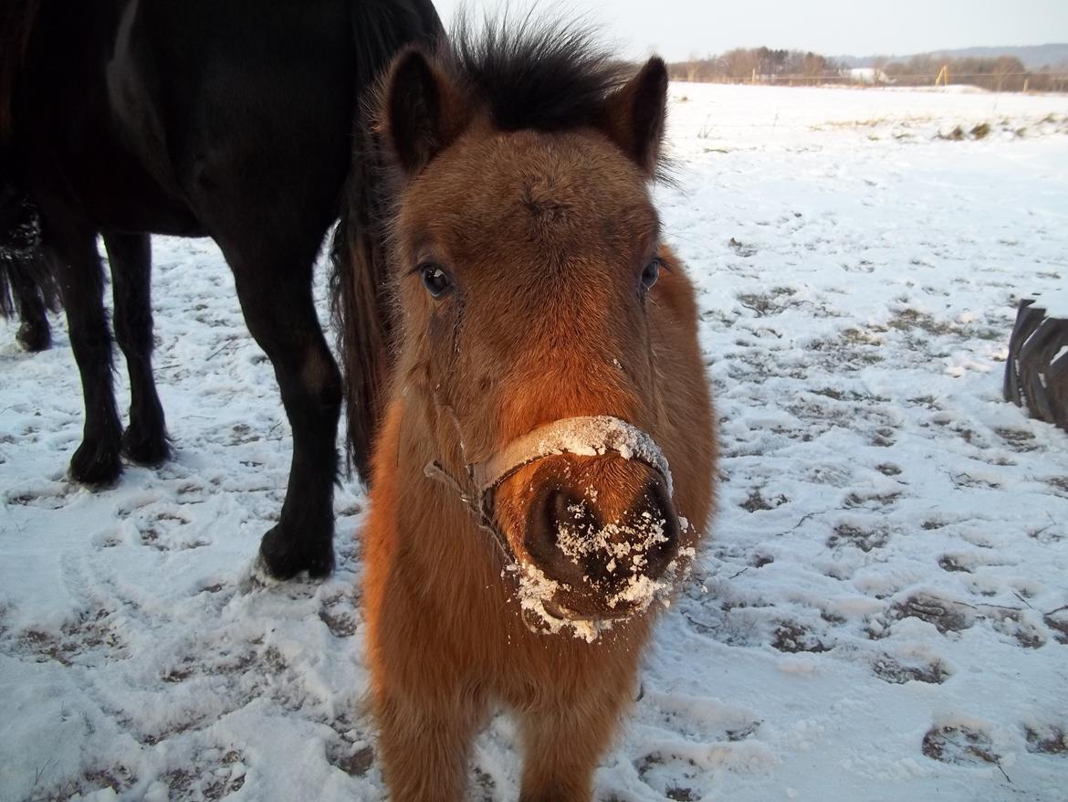Anden særlig race Wilma (Hulahop) billede 8