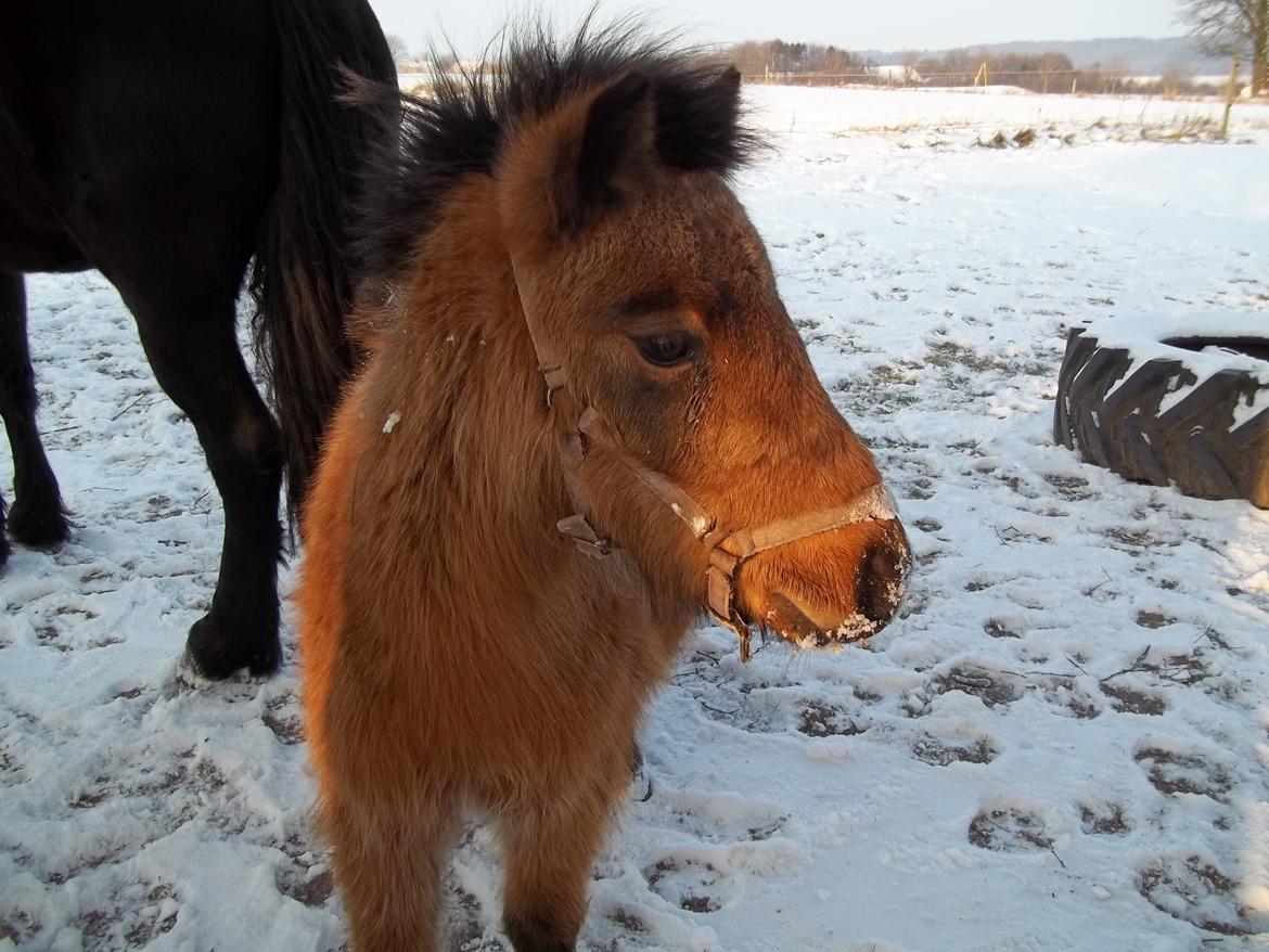Anden særlig race Wilma (Hulahop) billede 9