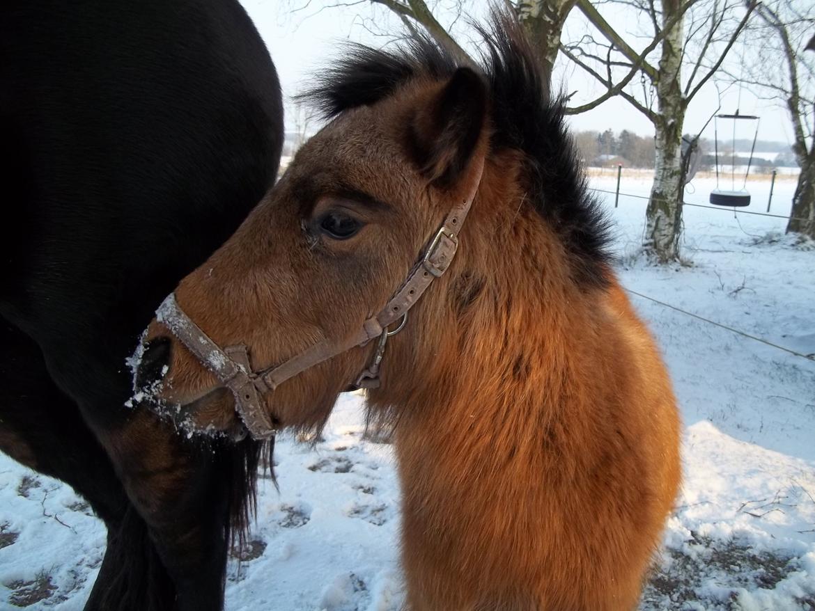 Anden særlig race Wilma (Hulahop) billede 10