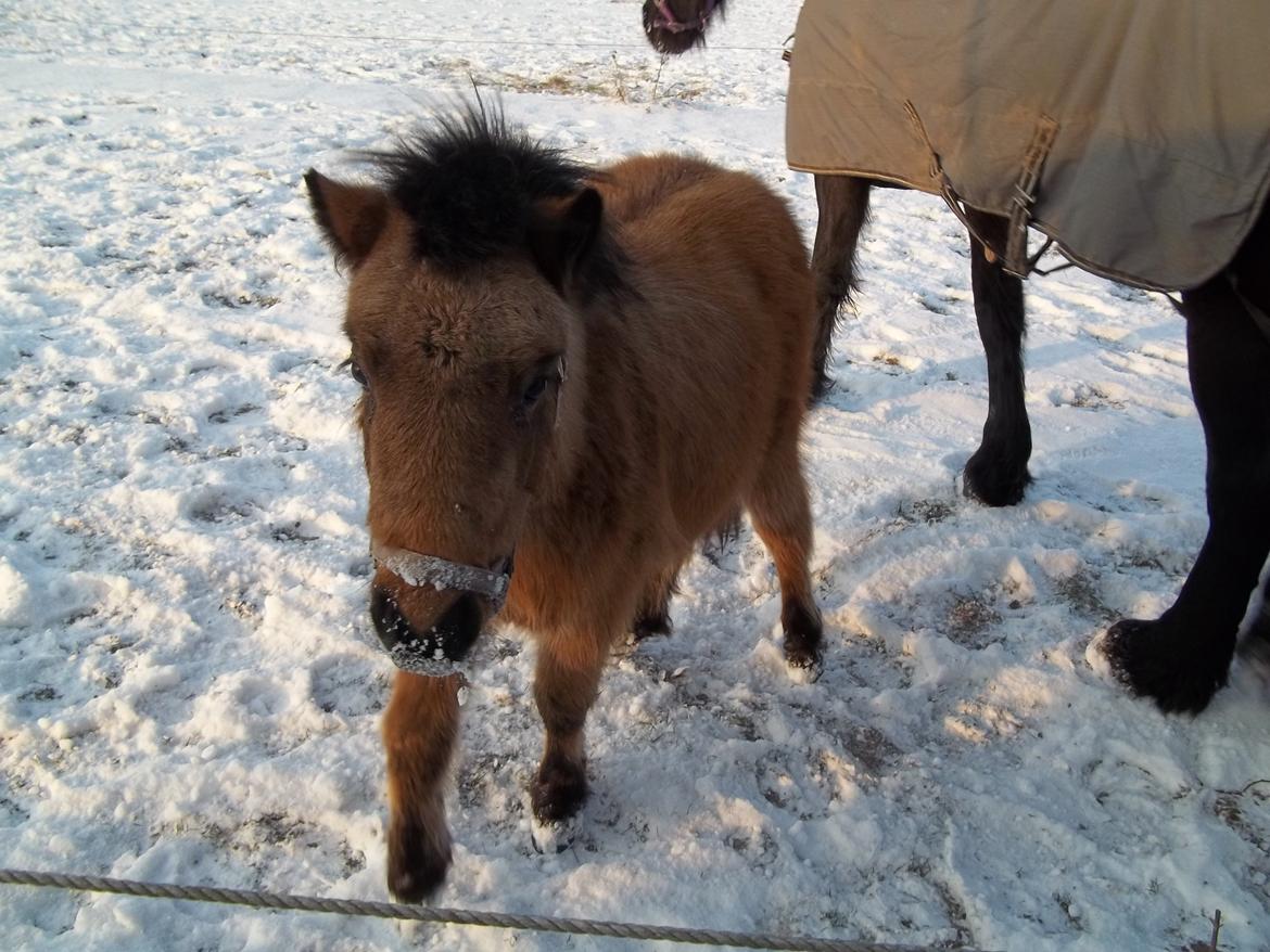 Anden særlig race Wilma (Hulahop) billede 11