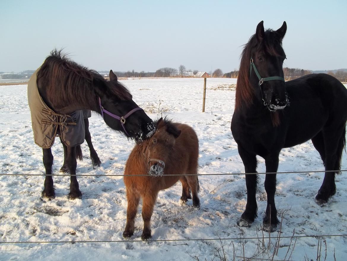Anden særlig race Wilma (Hulahop) - Wilma får lige et lille kys af Karstina ;) billede 12