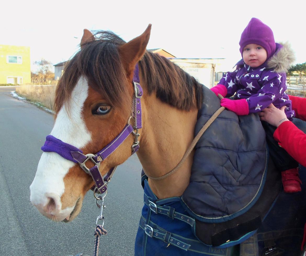 Anden særlig race CORNELIUS JUNIOR - søde cornelius der tager det at have min niece på ryggen i stiv arm.. - han er iskold.. og min niece elsker ham!! billede 12