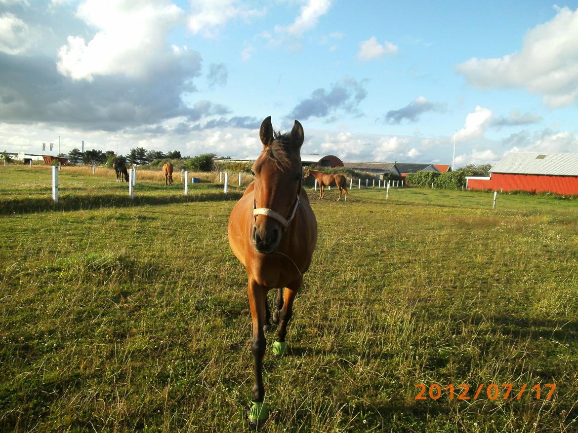 Arabisk fuldblod (OX) AG`S FadFlora billede 15