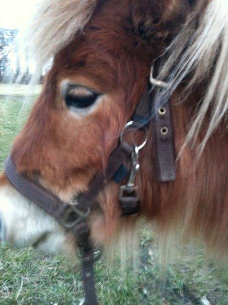 Anden særlig race Fila af Brobygaard billede 8