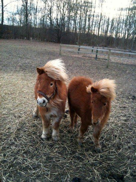 Anden særlig race Fila af Brobygaard billede 18