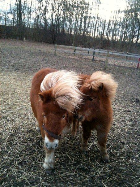 Anden særlig race Fila af Brobygaard billede 19