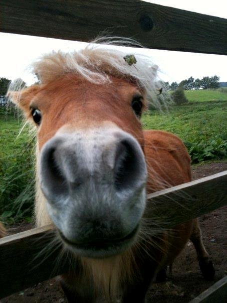 Anden særlig race Fila af Brobygaard billede 17