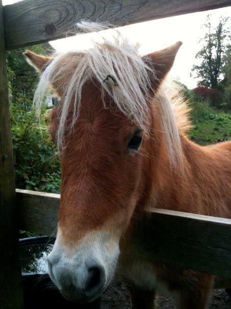 Anden særlig race Fila af Brobygaard billede 15