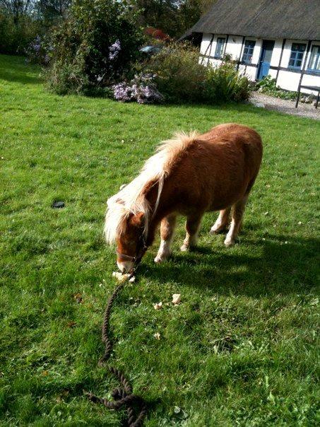 Anden særlig race Fila af Brobygaard billede 9