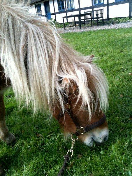 Anden særlig race Fila af Brobygaard billede 14