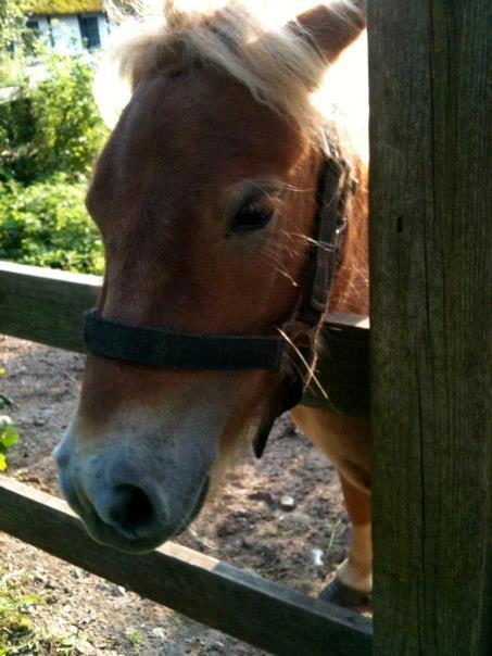 Anden særlig race Fila af Brobygaard billede 12