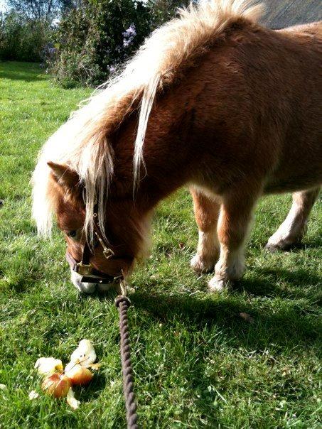 Anden særlig race Fila af Brobygaard billede 7