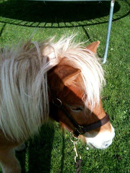 Anden særlig race Fila af Brobygaard billede 13