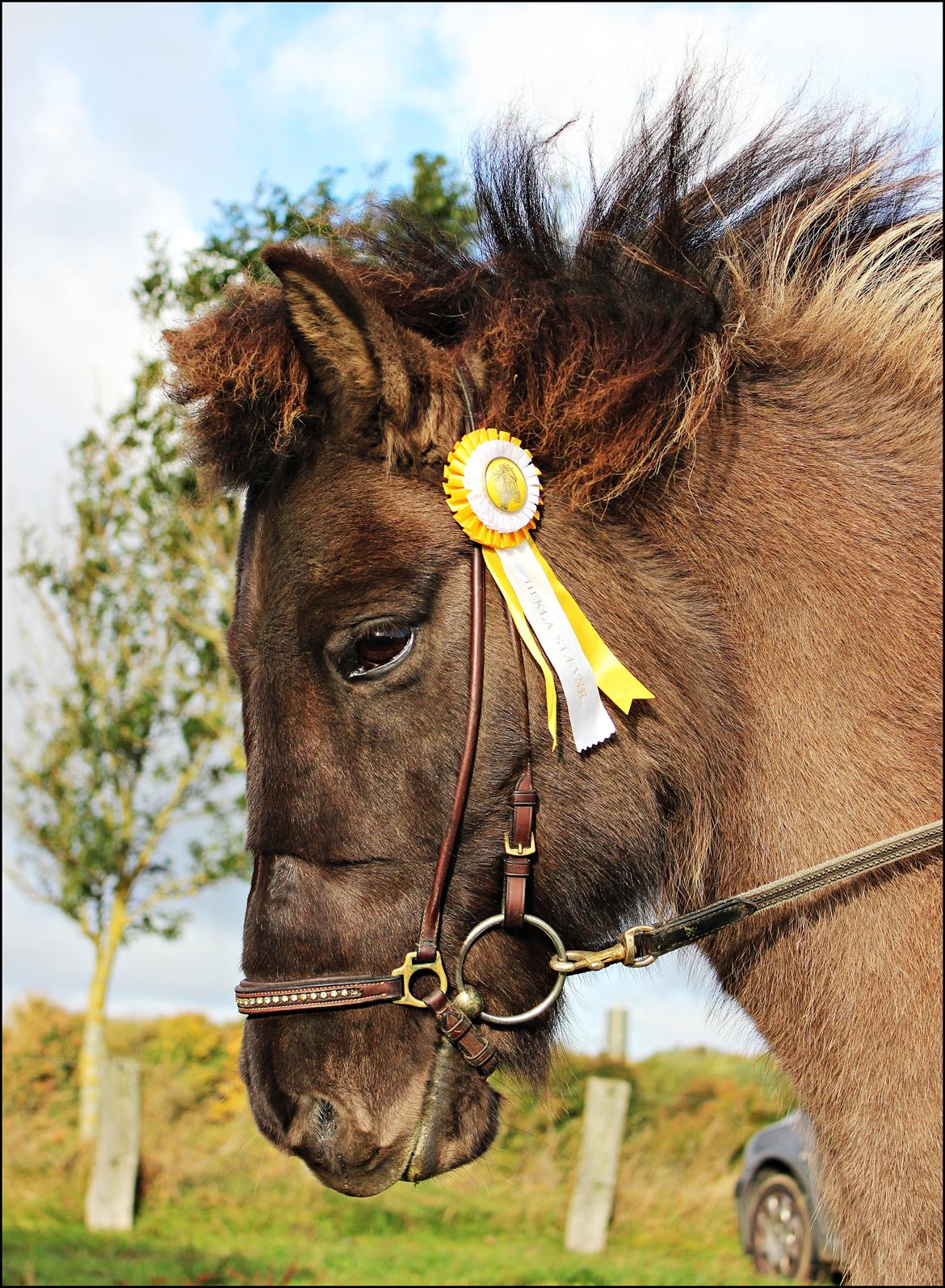 Islænder Hraunbúa fra Skarholt - en 3 plads i udtagelsen blev til en ligeså fin 4 plads i finalen ved heklas ungrytter-mesterskab 2012 <3 billede 13