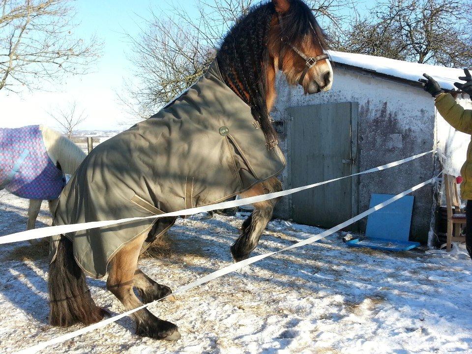 Irish Cob Crossbreed Nova<3 - Velkommen til Novas profil<3 billede 1