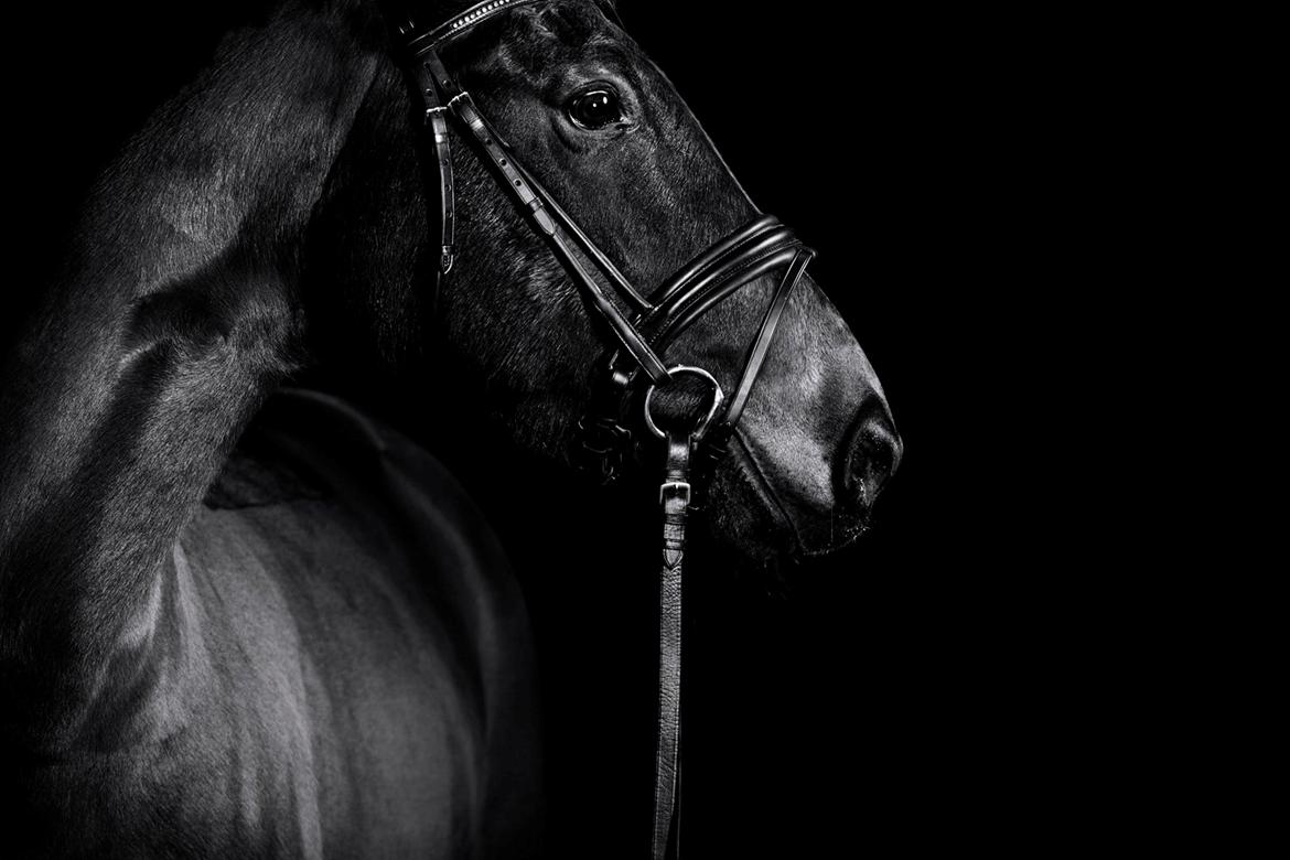 Anden særlig race Paskal - Januar 2013 - Palle foran studielamperne billede 5