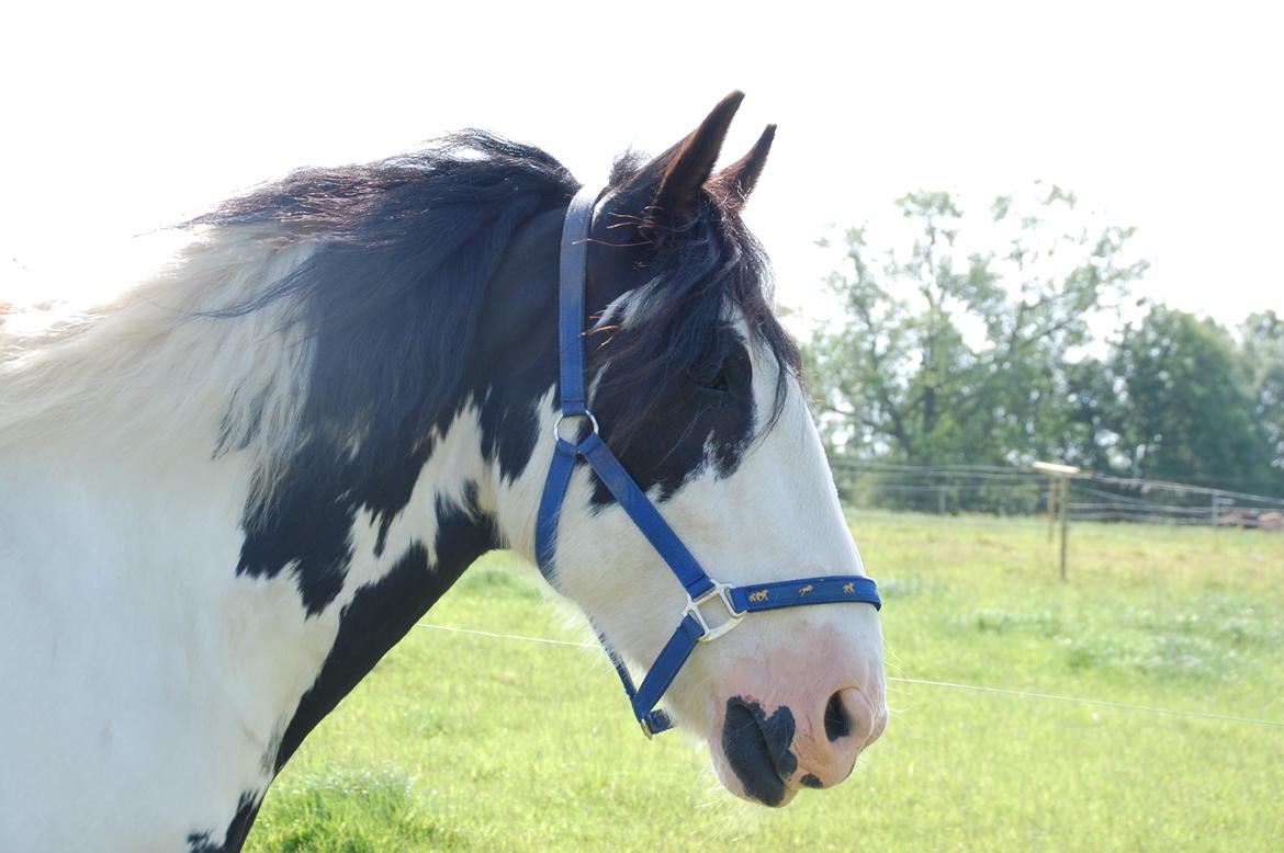 Tinker *Sofus* - Min elskede ven <3 - foto af Diana billede 16