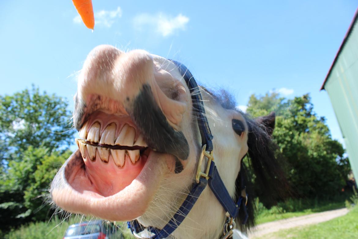 Tinker *Sofus* - En af de sidste dage med min bedste ven! Mit smil med dig var ægte.. billede 20