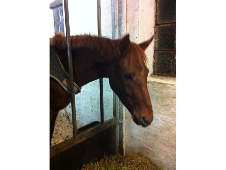 {{currentPhoto.altText}} billede {{currentPhoto.number}}