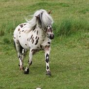 Knabstrupper Sico v. d. Heimeriete*AVLSHINGST*