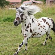 Knabstrupper Sico v. d. Heimeriete*AVLSHINGST*