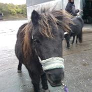 Shetlænder SkovBrynet blacky