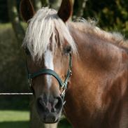 New Forest Vindegårdens Shining Safir