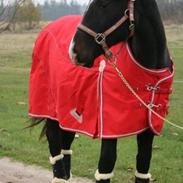 Anden særlig race Ziva Santana Tidligare hest**