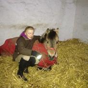 Anden særlig race toftumgårds Nulla R.I.P