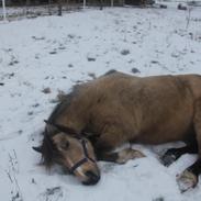 Welsh Pony af Cob-type (sec C) Fanny af Sønderbo :*
