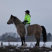 Welsh Pony af Cob-type (sec C) Fanny af Sønderbo :*