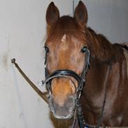 Tysk Sportspony Lindenbooms Patrizia