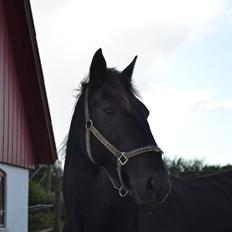 Oldenborg | Chess - Prinsessen & Min Soulmate - R.I.P 