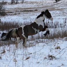 Paint Westfarm Moonlight