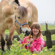 Fjordhest Sunny