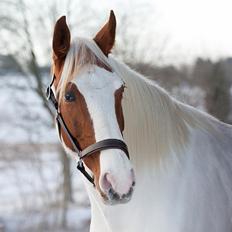 Pinto Blue Eyed Apache