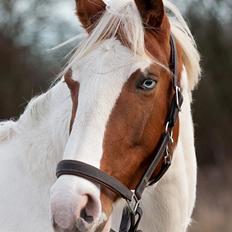 Pinto Blue Eyed Apache